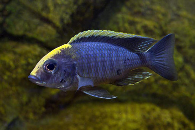 Аулонокара Желтоголовая